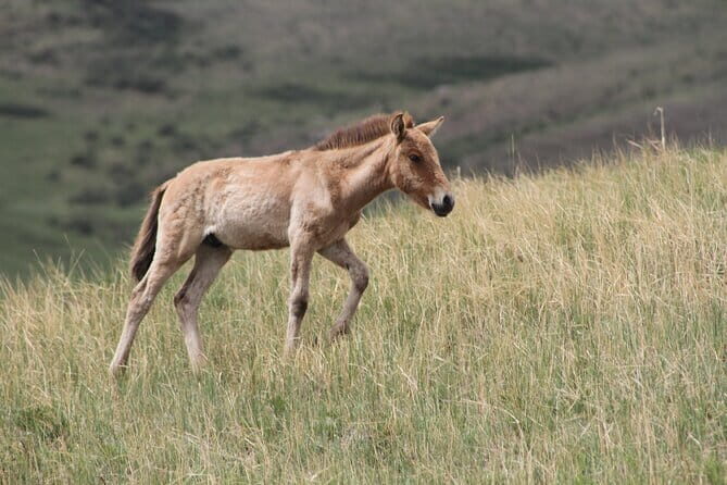 Wildlife Watching Day Tour at Hustai National Park - Good To Know