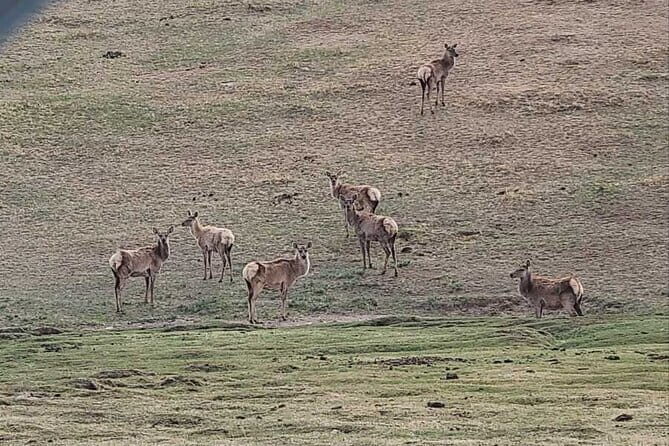 Wildlife Watching Day Tour at Hustai National Park - The Authentic Experience: What Travelers Say