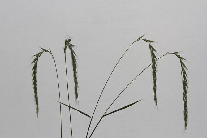 Wildlife Watching Day Tour at Hustai National Park - Final Thoughts: Is It Worth It?