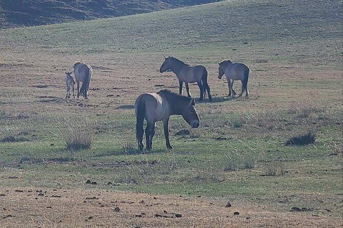 Wildlife Watching Day Tour at Hustai National Park - The Practicalities: What’s Included and What to Consider