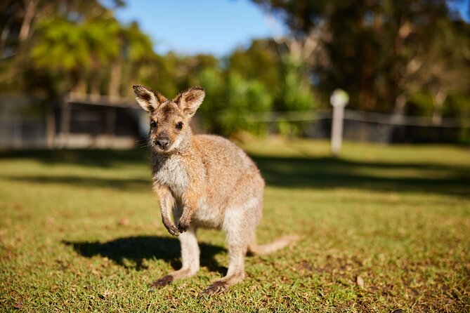 Wildlife Waterfalls and Wine Day Tour From Sydney - Wildlife Encounters and Experiences