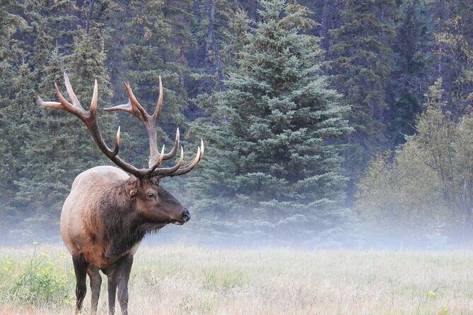 Wildlife Wild Skies: Jasper Planetarium Combo - Is This Tour Worth It?