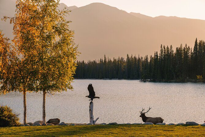 Wildlife Wild Skies: Jasper Planetarium Combo - Final Thoughts