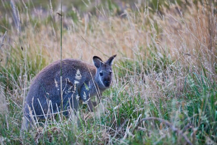 Wildlife Wonders: Great Ocean Road Dawn Discovery Tour - Tour Overview