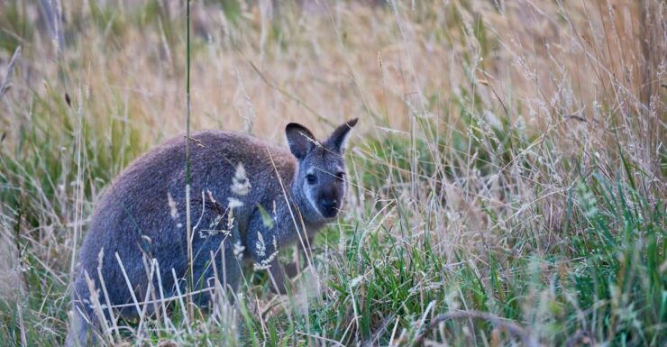 Wildlife Wonders: Great Ocean Road Dawn Discovery Tour - Location Details