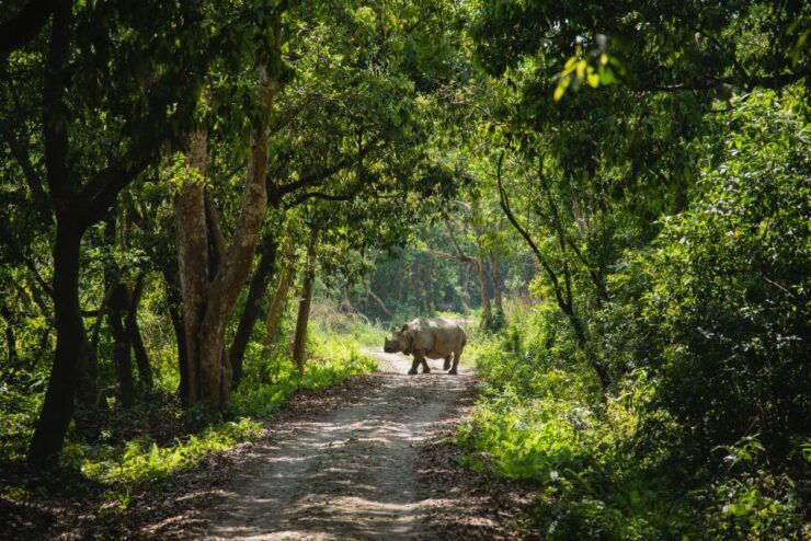 Wildlife Wonders: Private 3-Day Chitwan Safari Tour - Activity and Booking Details
