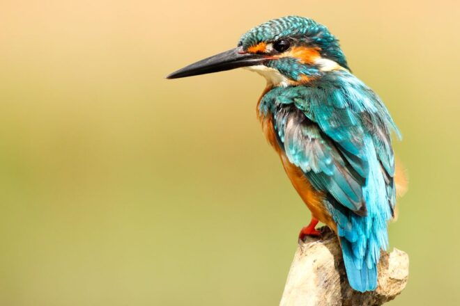 Wildlife Wonders: Private 3-Day Chitwan Safari Tour - Day 2 Highlights