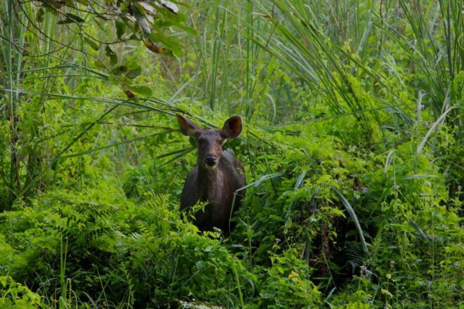 Wildlife Wonders: Private 3-Day Chitwan Safari Tour - Day 3 Highlights and Inclusions