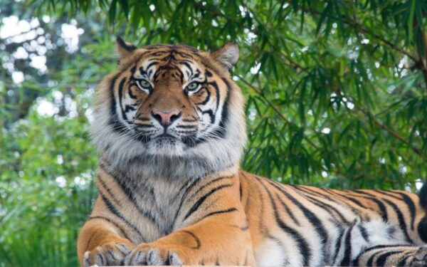 Wildlife Wonders: Private 3-Day Chitwan Safari Tour - The Sum Up