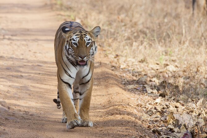 WildlifeSafari in Tadoba, Pench, Kanha & Bandhavgarh NationalPark - Pickup Information