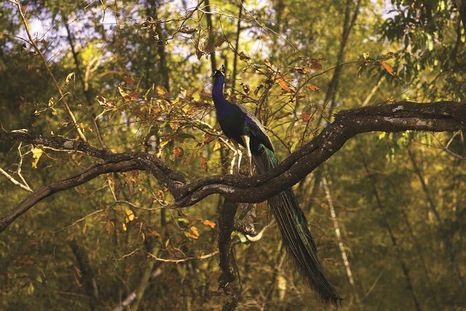 WildlifeSafari in Tadoba, Pench, Kanha & Bandhavgarh NationalPark - Tour Details