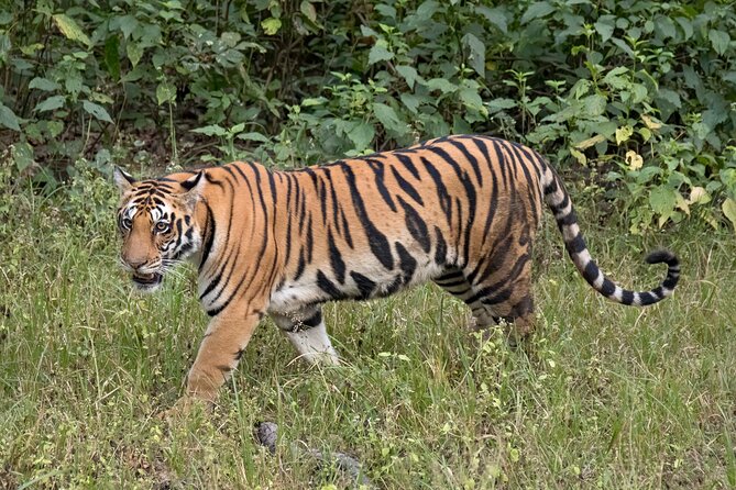 WildlifeSafari in Tadoba, Pench, Kanha & Bandhavgarh NationalPark - Pricing