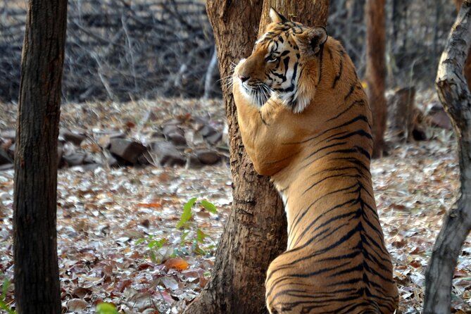 WildlifeSafari in Tadoba, Pench, Kanha & Bandhavgarh NationalPark - Reviews