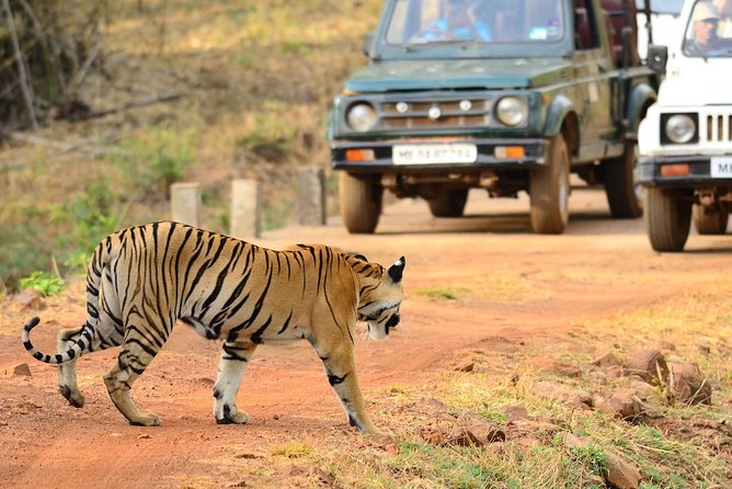 WildlifeSafari in Tadoba, Pench, Kanha & Bandhavgarh NationalPark - The Sum Up