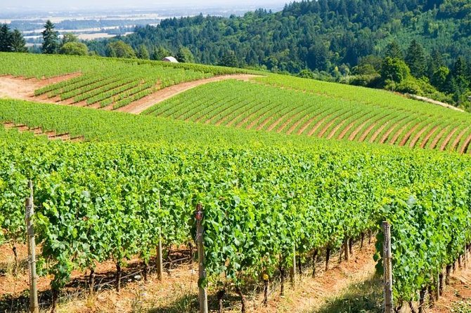 Willamette Valley Full-Day Wine Tour From Portland - Good To Know