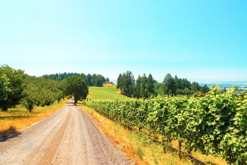 Willamette Valley Wine Tour - What You’ll Actually Experience