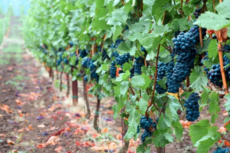 Willamette Valley Wine Tour - Who Should Consider This Tour?