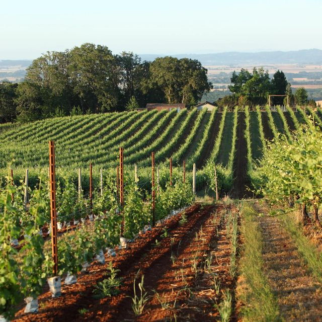 Willamette Valley Wine Tour: a Journey for the Senses - Good To Know
