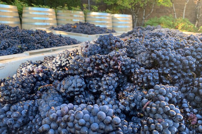 Willamette Wine Tour From Mcminnville (Tasting Fees Included) - Tour Highlights