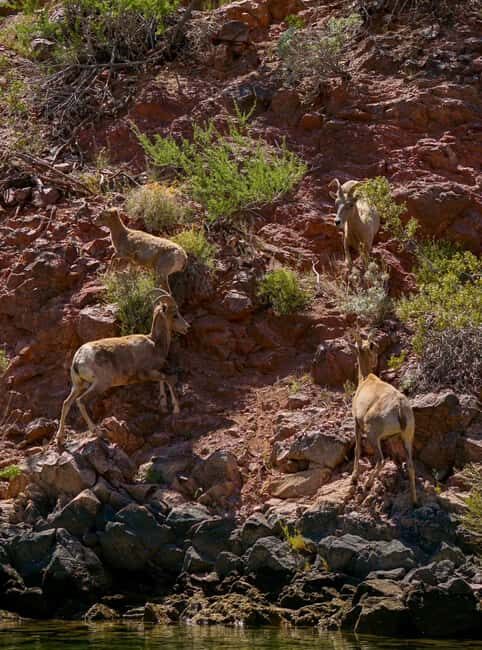 Willow Beach: Half-Day Emerald Cave Kayak Tour  3 Caves - Good To Know