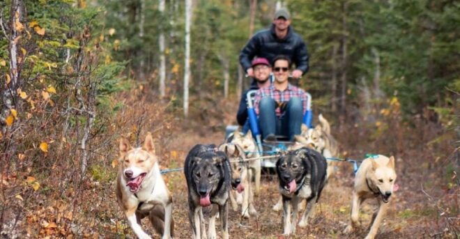 Willow: Summer Dog Sledding Ride in Alaska - Additional Details