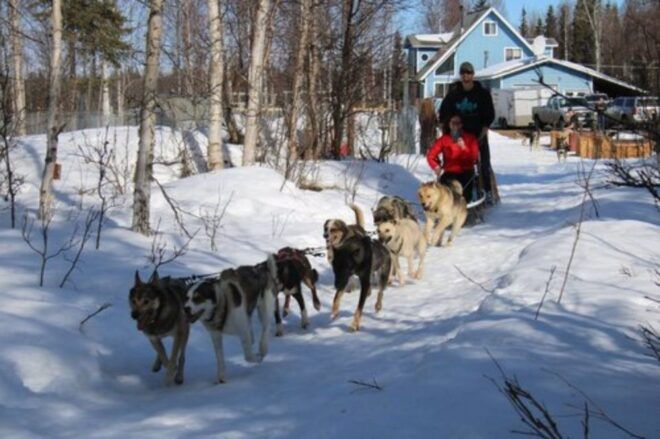 Willow: Traditional Alaskan Dog Sledding Ride - Additional Information