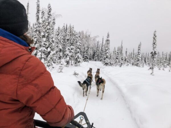 Willow: Traditional Alaskan Dog Sledding Ride - Common Questions