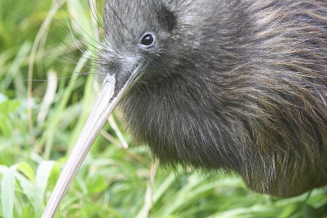 Willowbank Wildlife Reserve Day Entry - Traveler Photos