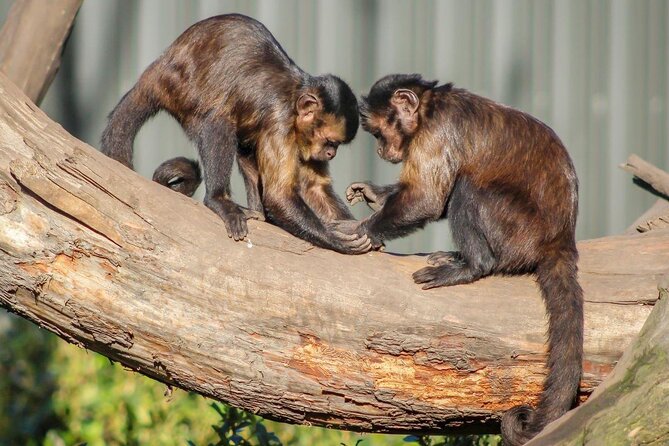 Willowbank Wildlife Reserve Day Entry - Questions and Help