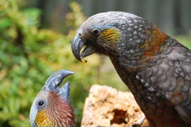 Willowbank Wildlife Reserve Day Entry - Common Questions