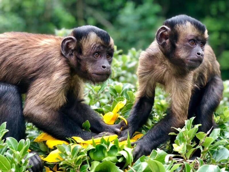 Willowbank Wildlife Reserve Day Entry Ticket - A Close-Up Encounter with New Zealand’s Wildlife at Willowbank Wildlife Reserve