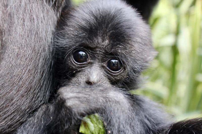 Willowbank Wildlife Reserve Day Entry Ticket - Good To Know