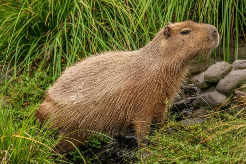 Willowbank Wildlife Reserve Day Entry Ticket - The Experience for Different Travelers