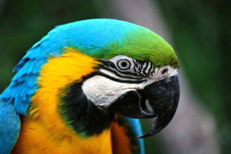 Willowbank Wildlife Reserve Day Entry Ticket - Practical Details and Tips