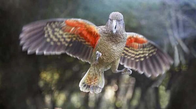 Willowbank Wildlife Reserve Day Entry Ticket - Authentic Reviews: What Visitors Say