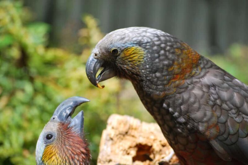 Willowbank Wildlife Reserve Day Entry Ticket - FAQs