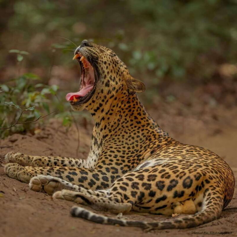 Wilpattu: All Inclusive Private Full-Day Jeep Safari 12h - Good To Know  