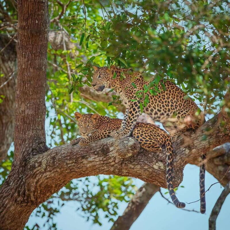 Wilpattu: All Inclusive Private Full-Day Jeep Safari 12h - The Journey Begins: What to Expect from the Tour  