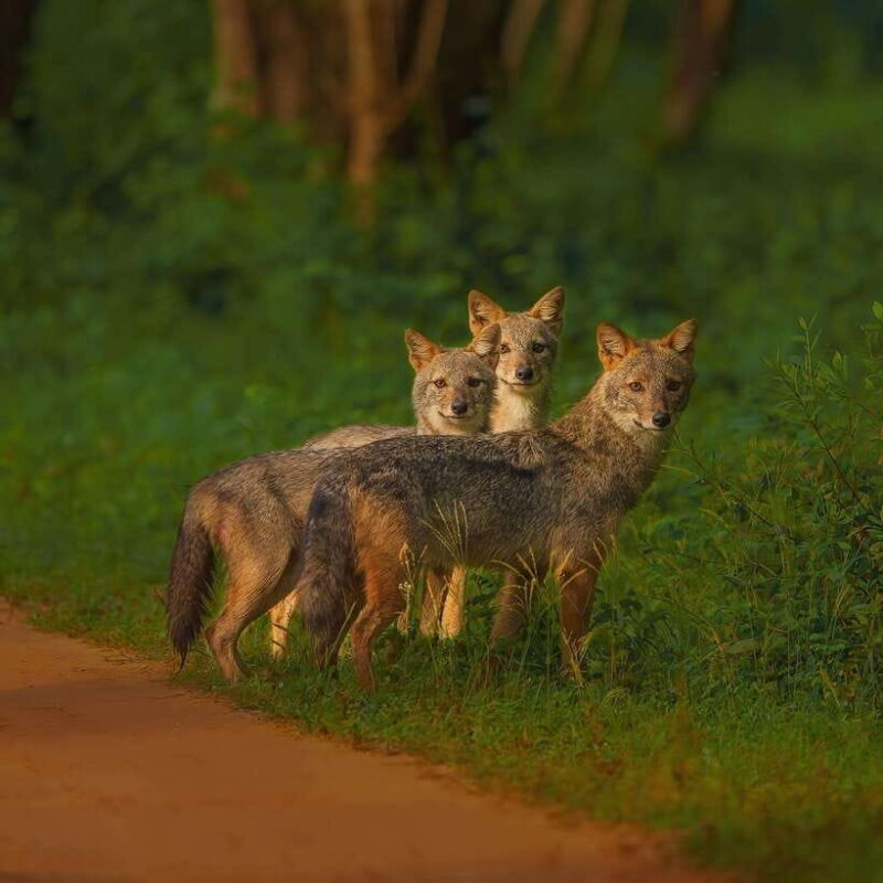 Wilpattu: All Inclusive Private Full-Day Jeep Safari 12h - Wildlife Highlights: What You Might See  