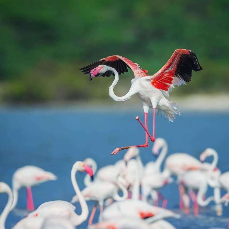 Wilpattu: All Inclusive Private Full-Day Jeep Safari 12h - The Experience: A Day in the Park  