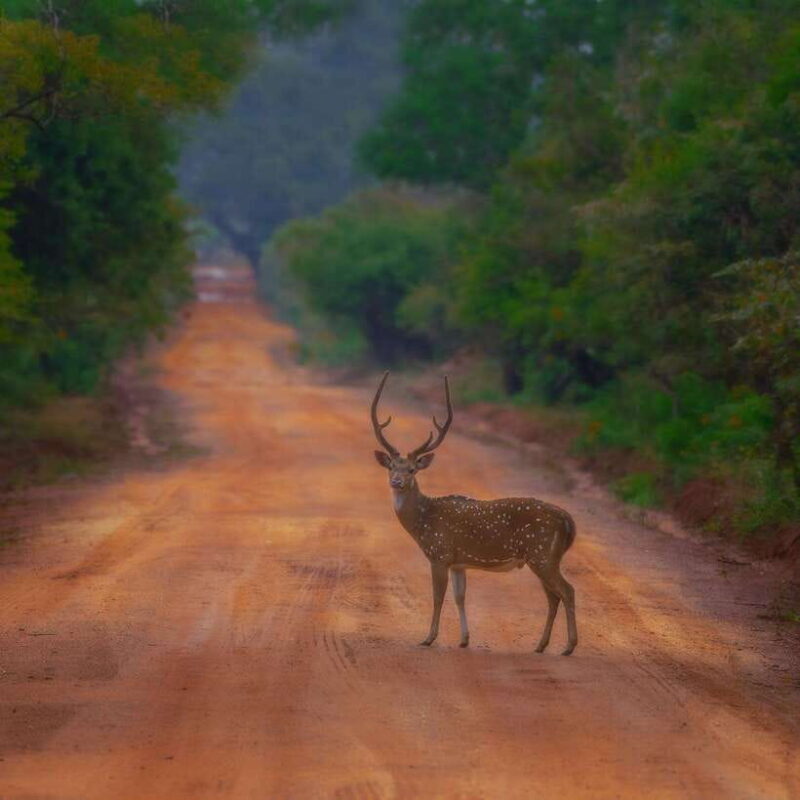 Wilpattu: All Inclusive Private Full-Day Jeep Safari 12h - Practicalities and Tips for the Day  
