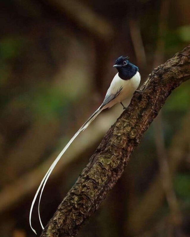 Wilpattu: All Inclusive Private Full-Day Jeep Safari 12h - Who This Tour Is Best For  