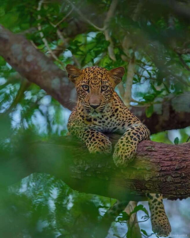 Wilpattu: All Inclusive Private Full-Day Jeep Safari 12h - Frequently Asked Questions  