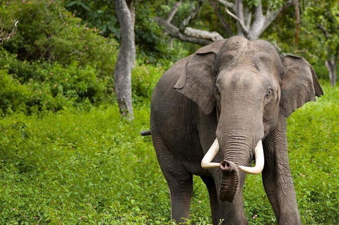 Wilpattu Half Day Safari from Kandy - An In-Depth Look at Wilpattu Safari from Kandy