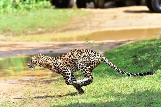 Wilpattu Half Day Safari from Sigiriya - Good To Know