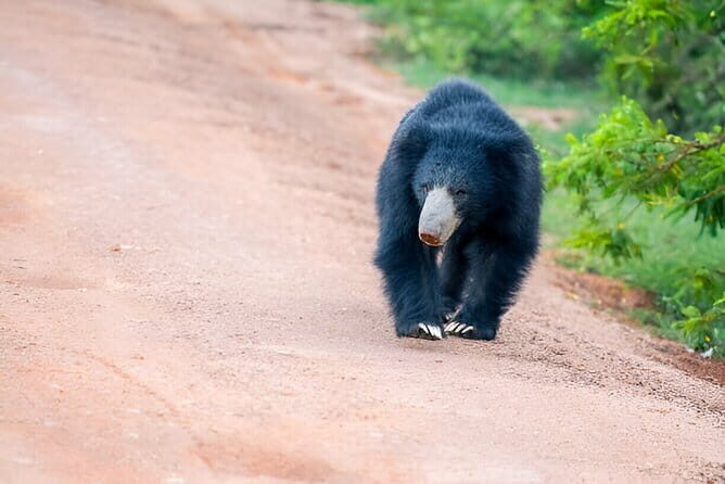 Wilpattu Half Day Safari from Sigiriya - Who Would Love This Tour?