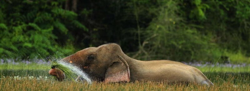 Wilpattu: Jeep Safari Day Tour From Colombo or Negombo - In-Depth Look at the Itinerary