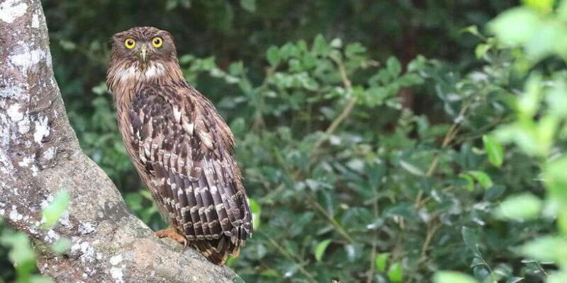 Wilpattu: Jeep Safari Day Tour From Colombo or Negombo - Final Thoughts