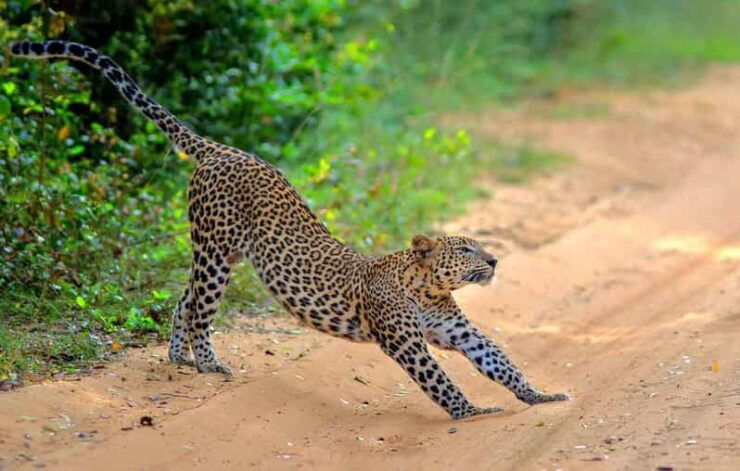 Wilpattu: Jeep Safari Day Tour From Sigiriya - Good To Know