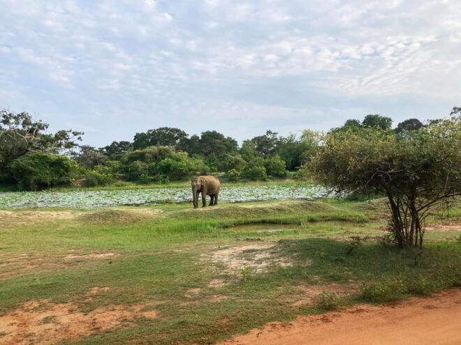 Wilpattu: Jeep Safari Day Tour From Sigiriya - Wildlife Spotting Opportunities